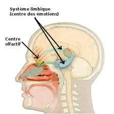 systeme-limbique
